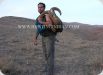 Iranian red sheep hunting, Nature explorer
