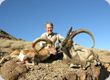 sheep ibex hunting