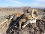 Iran sheep hunting, Iran Nature explorer, ibex hunting