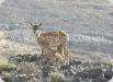 Nature explorer, ibex wild boar sheep hunting
